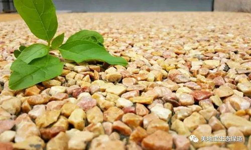 海南帕米孔露骨料透水混凝土工程哪家好？生态环境材料助力绿色建设