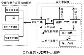 碳循环与全球变暖 生态系统的警示与人类应对